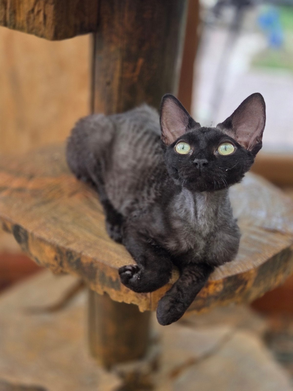 Devon Rex kittens 1600E, Dieren en Toebehoren, Meerdere dieren, Gechipt, 0 tot 2 jaar