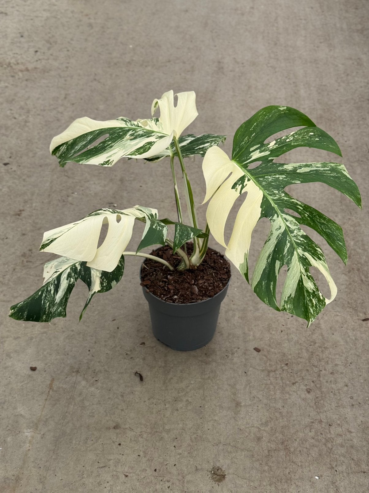 Monstera Borsigiana Albo Variegata, Huis en Inrichting, Kamerplanten, Ophalen of Verzenden, Halfschaduw, Minder dan 100 cm