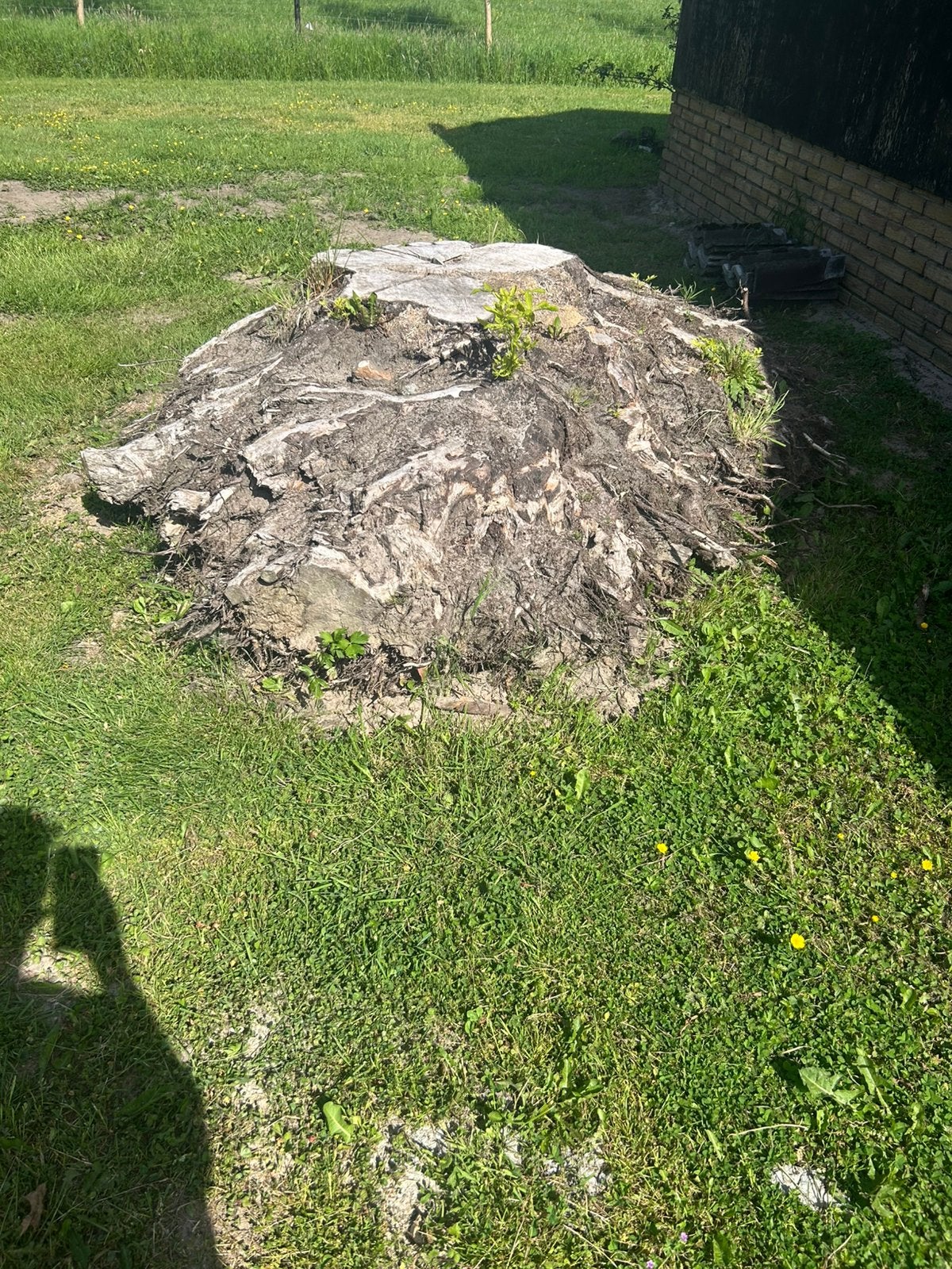 Losse boomstronk 200cm, Ophalen, Zo goed als nieuw
