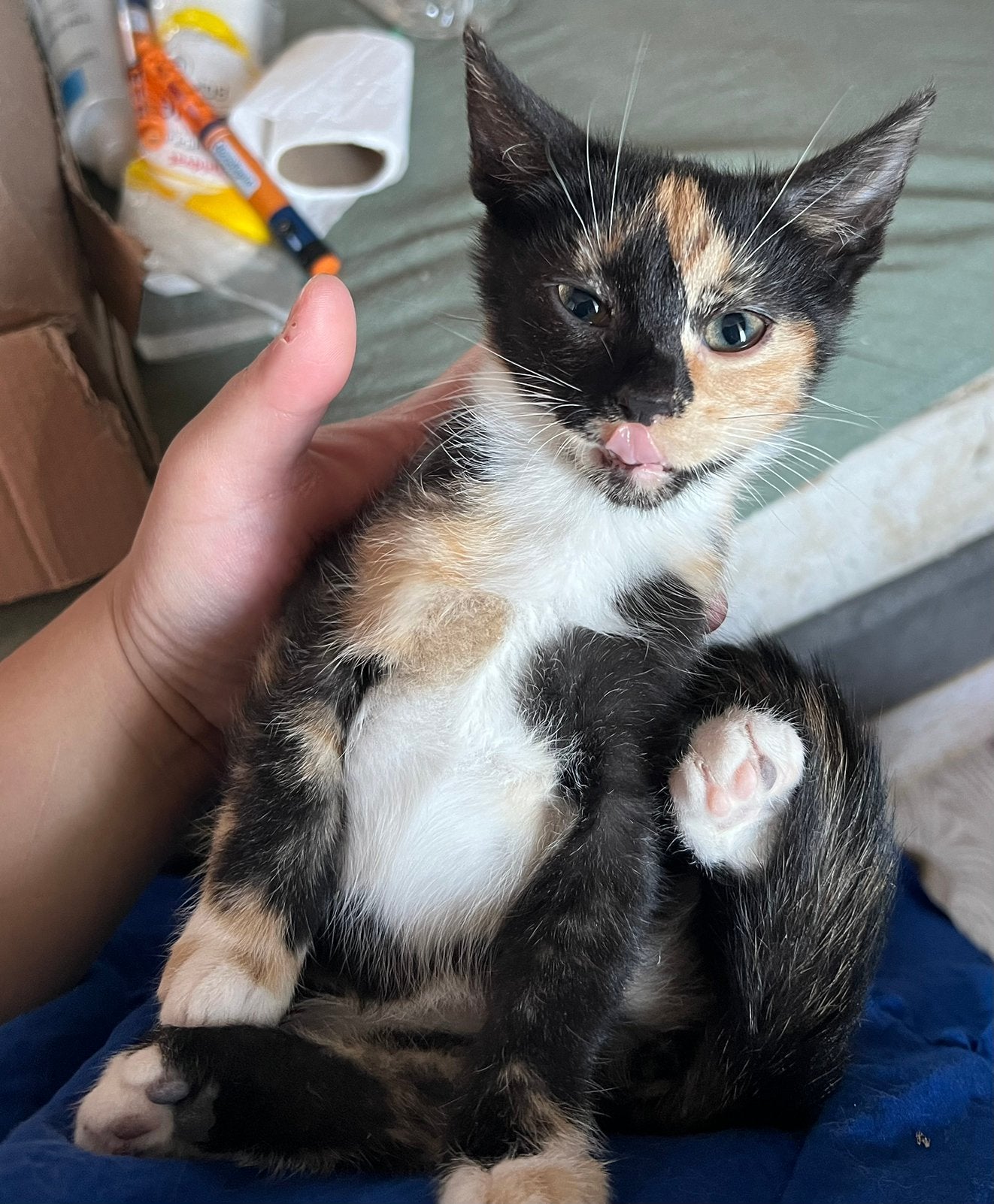 Kitten, Dieren en Toebehoren, Poes