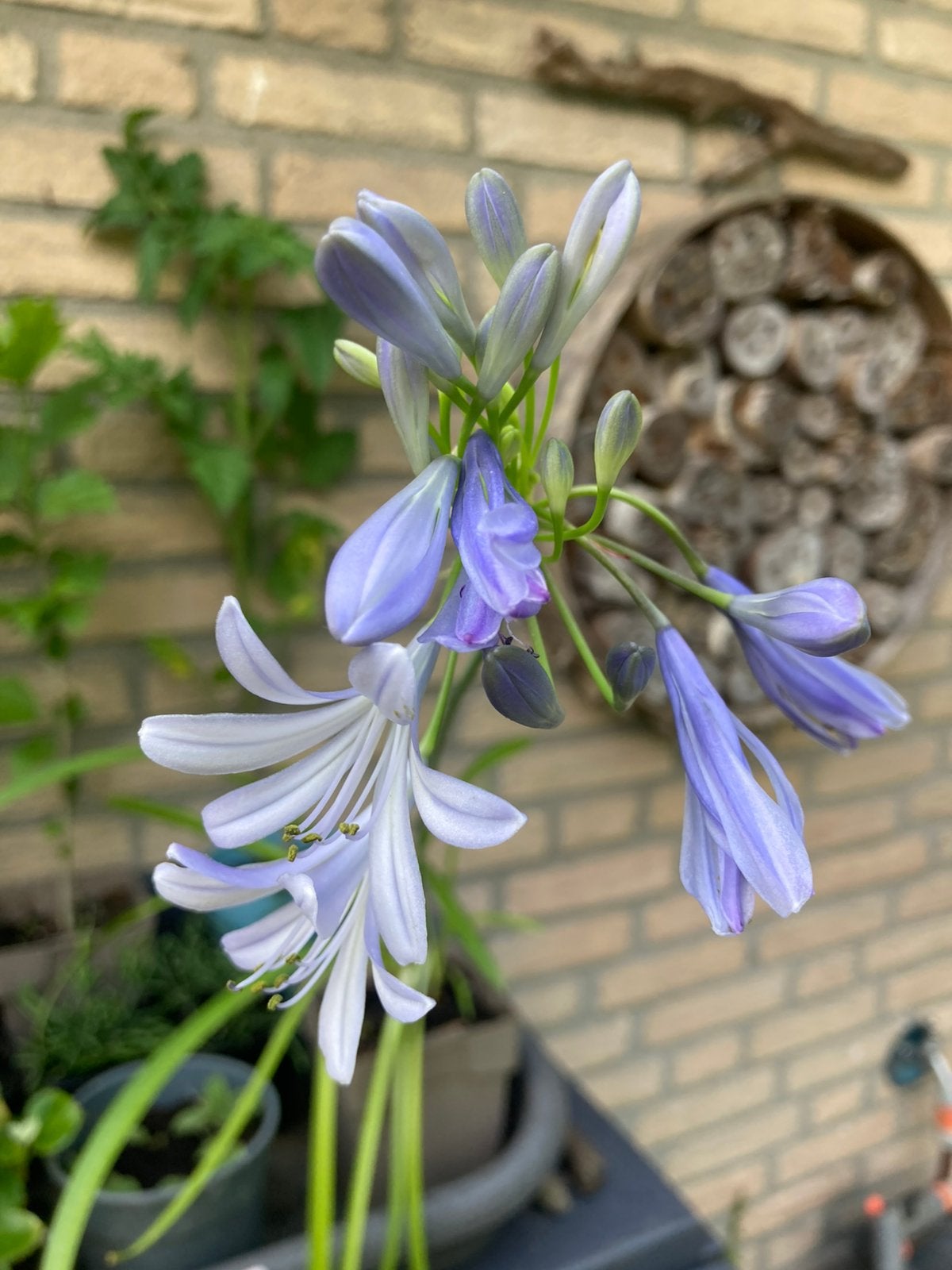 Agapanthus, Ophalen, Overige soorten, Volle zon