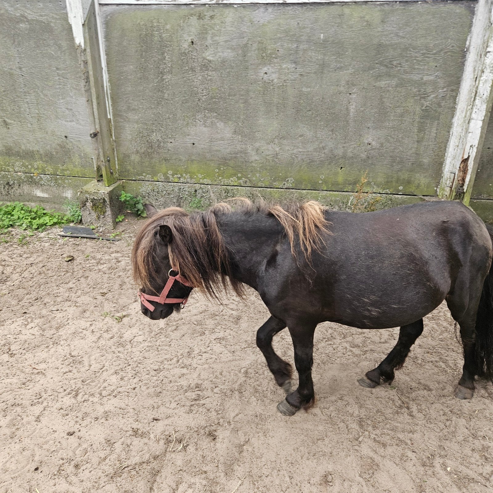 Mini paardje, Hengst