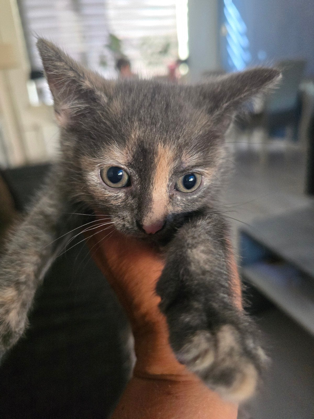 Prachtige en lieve dame zoekt een gouden mandje, Poes