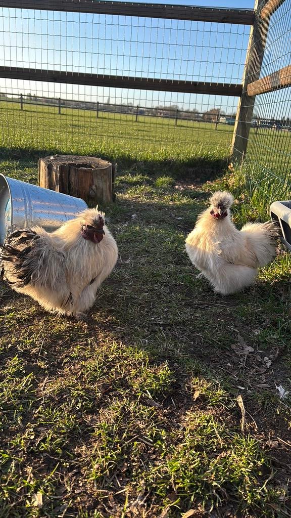 3 of 4 wit grijze zijdehoenhaantjes, Mannelijk, Kip
