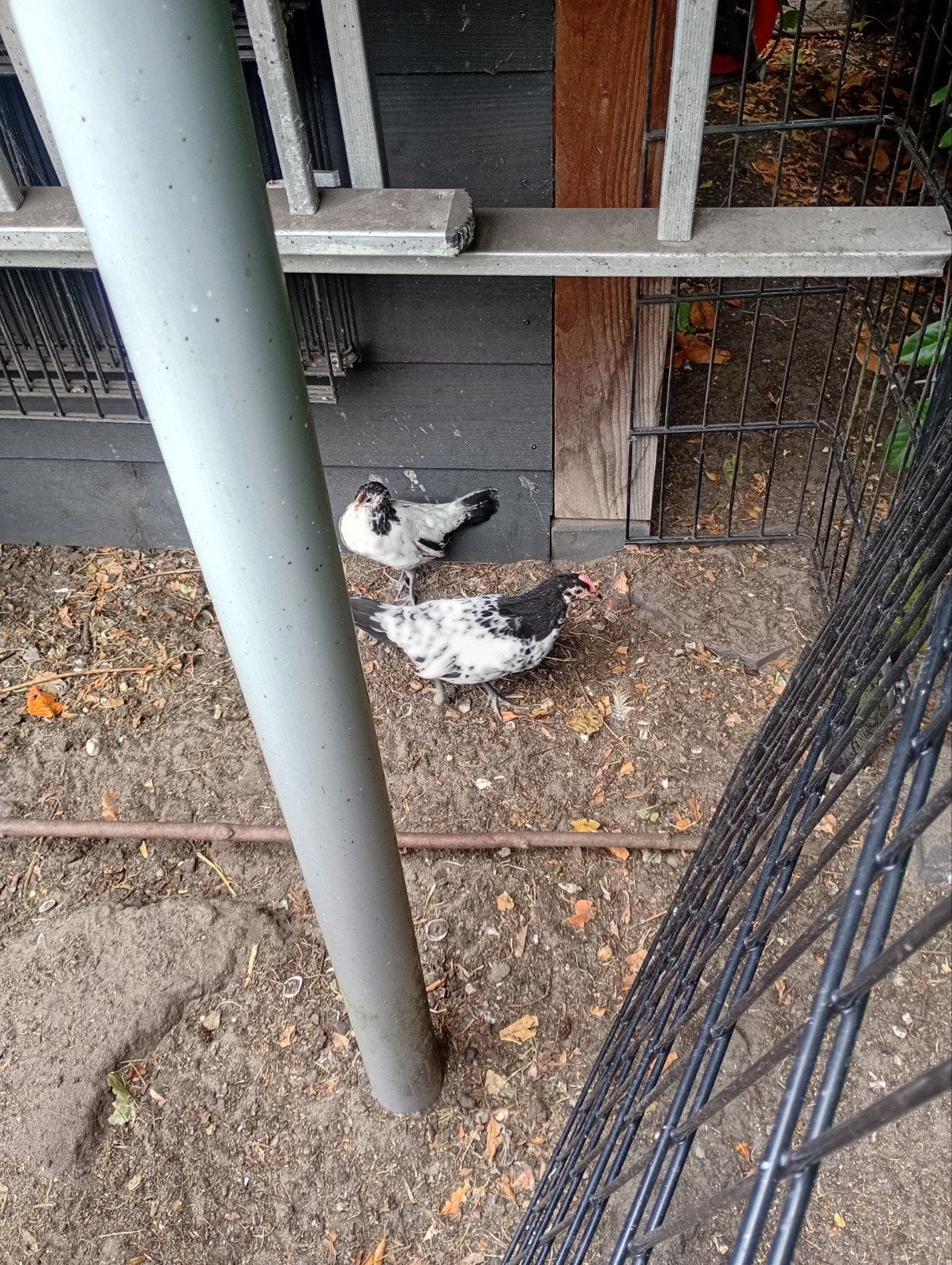 Tekoop 2 lakenvelder kippen, Dieren en Toebehoren, Meerdere dieren, Kip