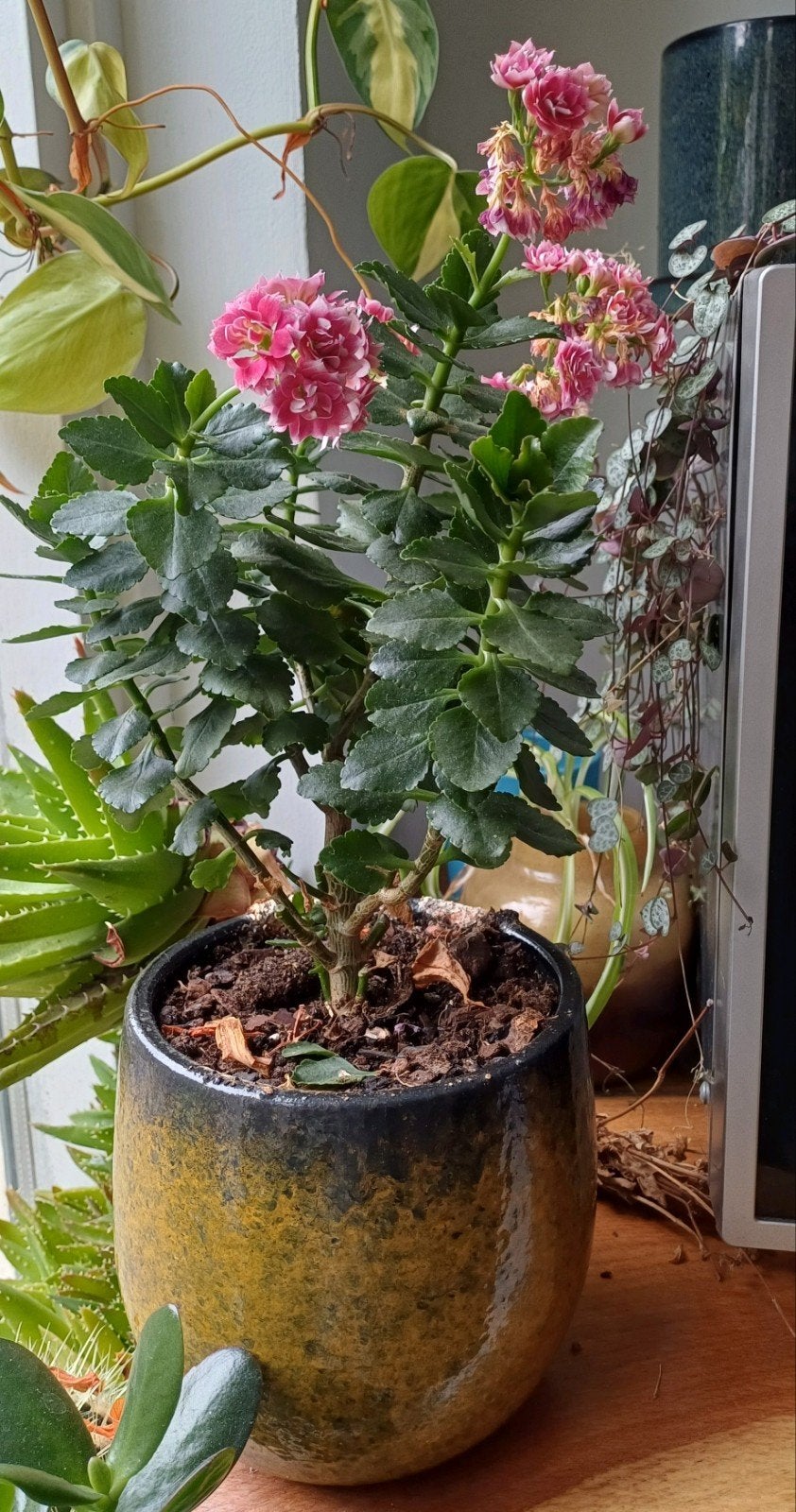 Kalanchoë in pot - Bloeiende kamerplant, Ophalen, Overige soorten, Halfschaduw, In pot