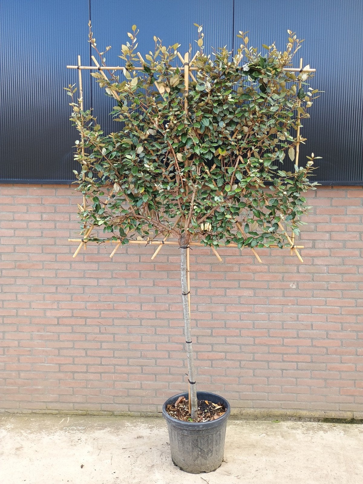 Elaeagnus Ebbingei (Olijfwilg Leiboom), Herfst, Leiboom, 100 tot 250 cm, Ophalen
