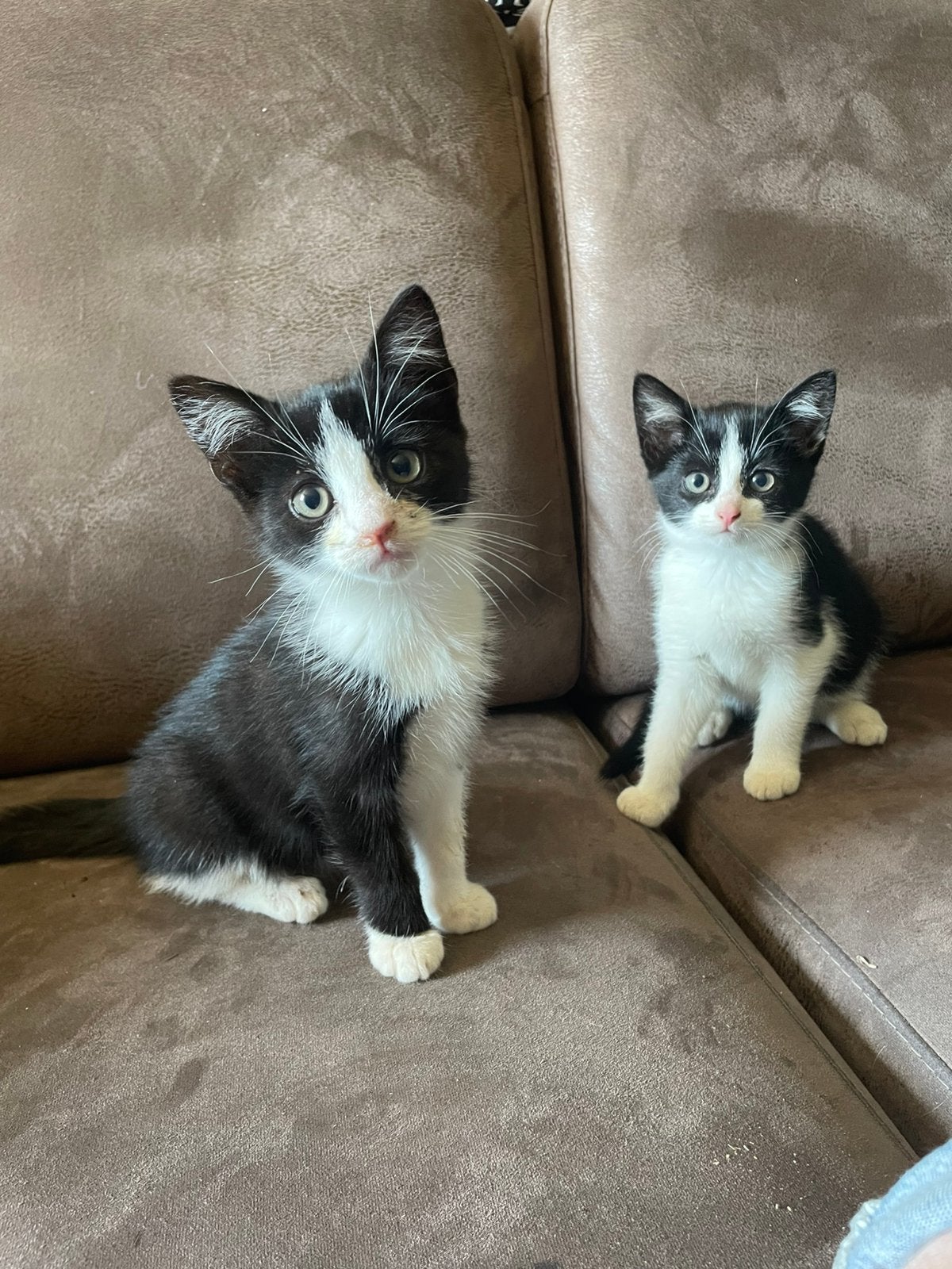 Twee kittens te koop!, Meerdere dieren, Kortharig, 0 tot 2 jaar