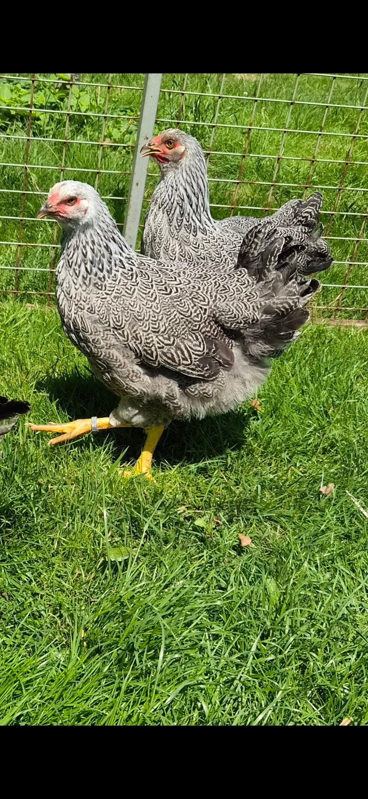Wyandotte groot meerzomig zilverpatrijs hennen, Dieren en Toebehoren, Pluimvee, Vrouwelijk, Kip