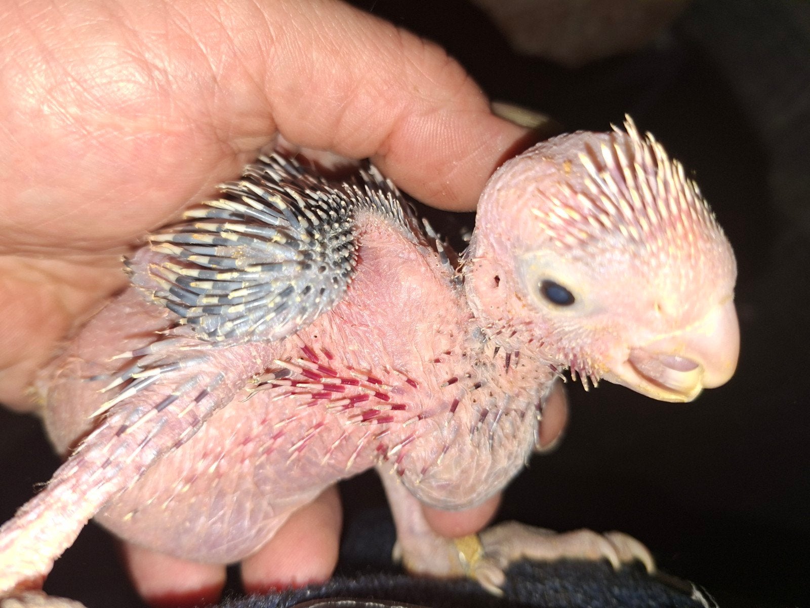 Jonge rosekaketoe, Dieren en Toebehoren, Vogels | Parkieten en Papegaaien, Vrouwelijk, Parkiet, Geringd