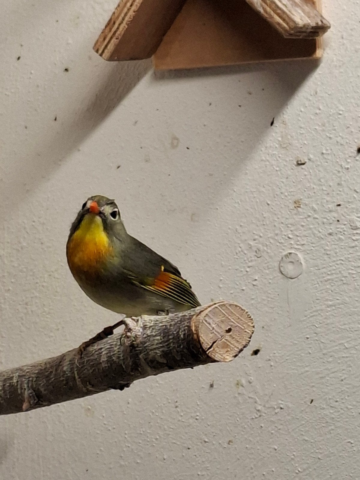 Japanse nachtegaal, Dieren en Toebehoren, Vogels | Overige Vogels, Vrouwelijk, Tropenvogel, Geringd