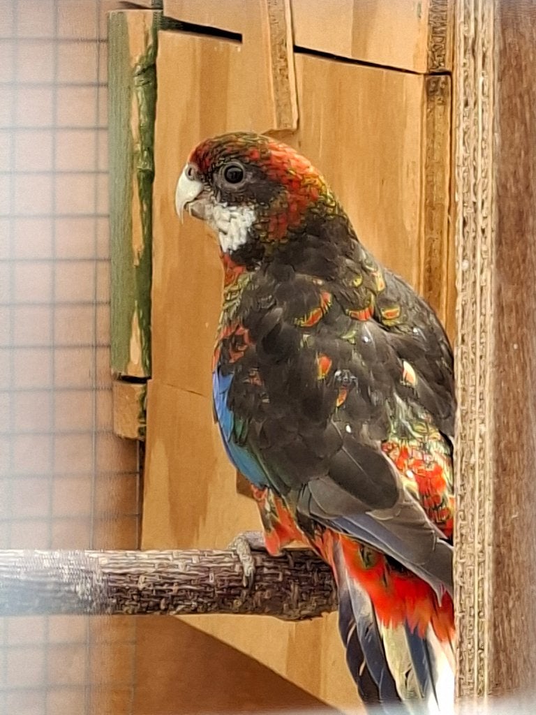Rosella pop, Dieren en Toebehoren, Vogels | Parkieten en Papegaaien, Vrouwelijk, Parkiet, Geringd