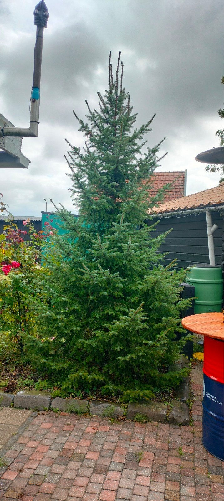 blauw Spar, Tuin en Terras, Ophalen, Overige soorten, 400 cm of meer