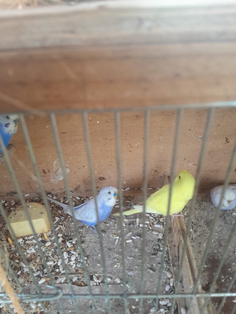 Jonge grasparkieten, Meerdere dieren, Parkiet