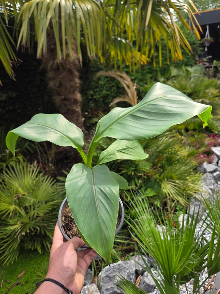Musa basjoo - Winterharde Japanse vezelbanaan, Overige soorten, Volle zon, Vaste plant, Ophalen of Verzenden