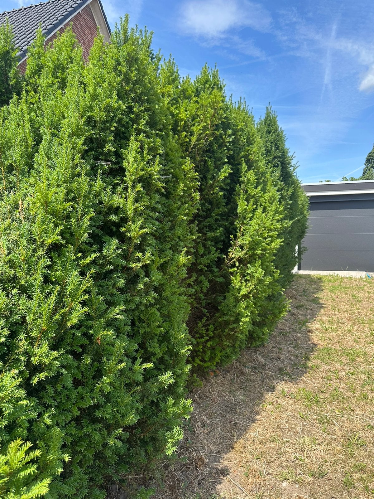 Haag, Tuin en Terras, Planten | Struiken en Hagen, Ophalen of Verzenden, Beukenhaag, 100 tot 250 cm