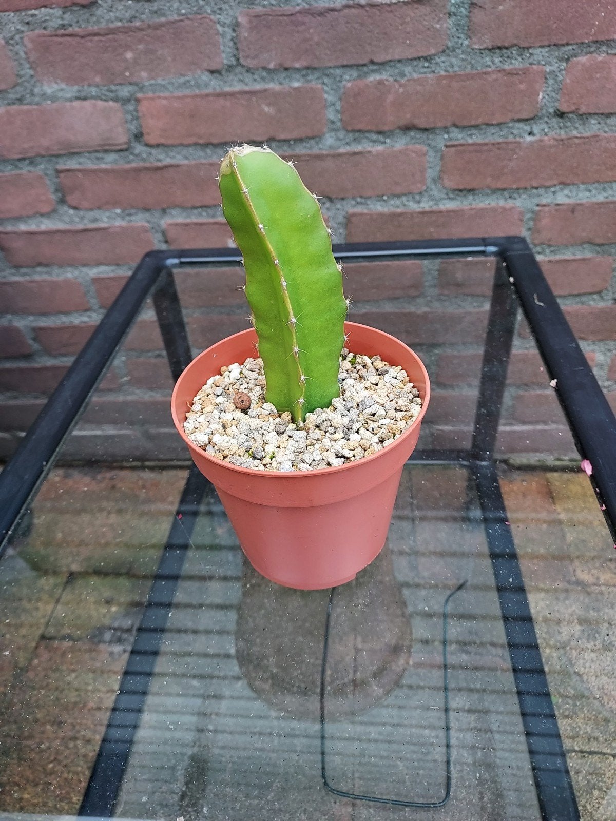 Hylocereus Undatus, Ophalen of Verzenden, Cactus, Minder dan 100 cm, Bloeiende kamerplant