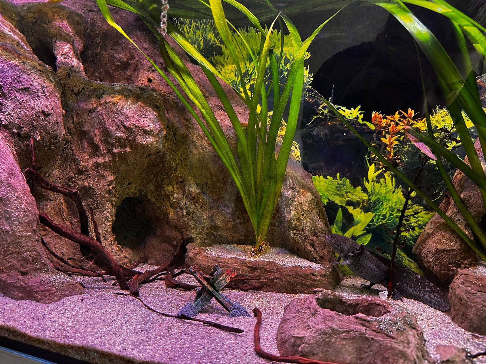 Axolotl 2x  evt incl aquarium, Dieren en Toebehoren