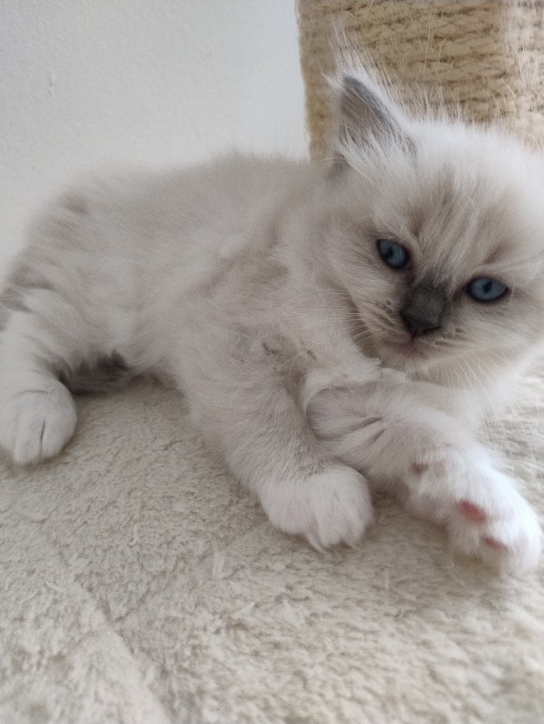 PRACHTIGE Ragdoll poesjes Update nieuwe foto's, Dieren en Toebehoren, Poes, Ontwormd, 0 tot 2 jaar