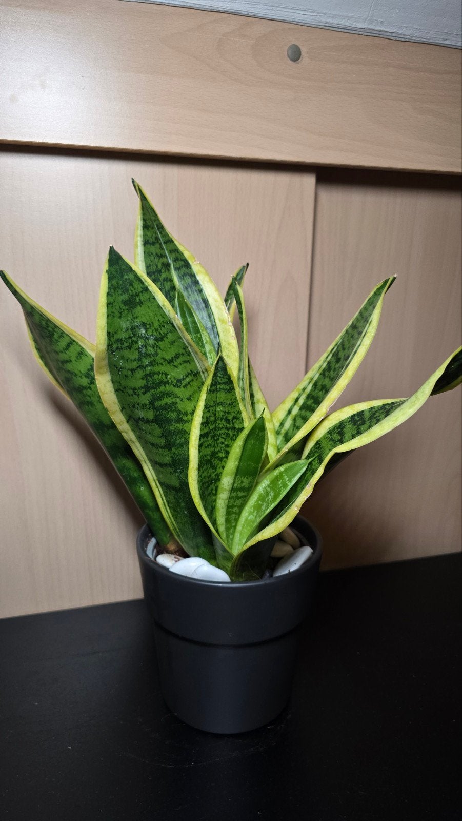 Sansevieria (Vrouwentong) in pot