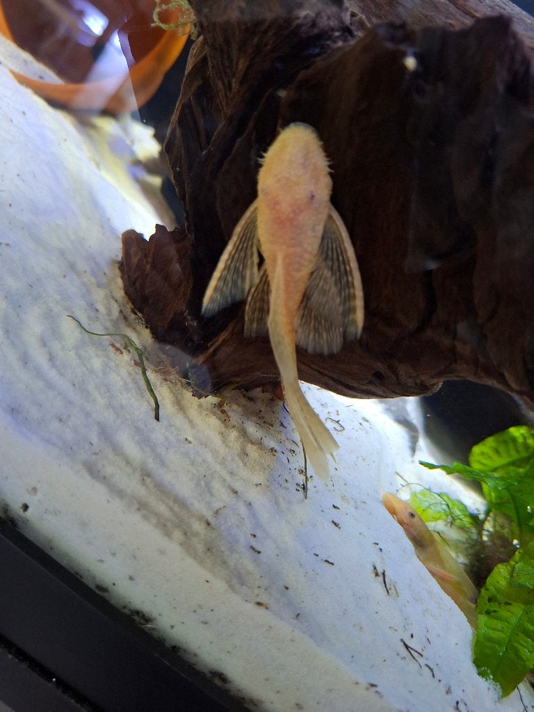 L144 jonge man albino longfin, Vis, Zoetwatervis