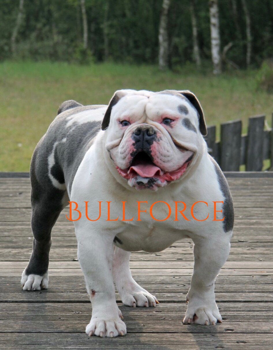 Super mooie tri lilac Old English Bulldog reu, Dieren en Toebehoren, Honden | Bulldogs, Pinschers en Molossers, Nederland, Parvo