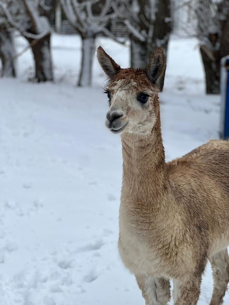 Alpaca hengst, Dieren en Toebehoren, Mannelijk, Schaap
