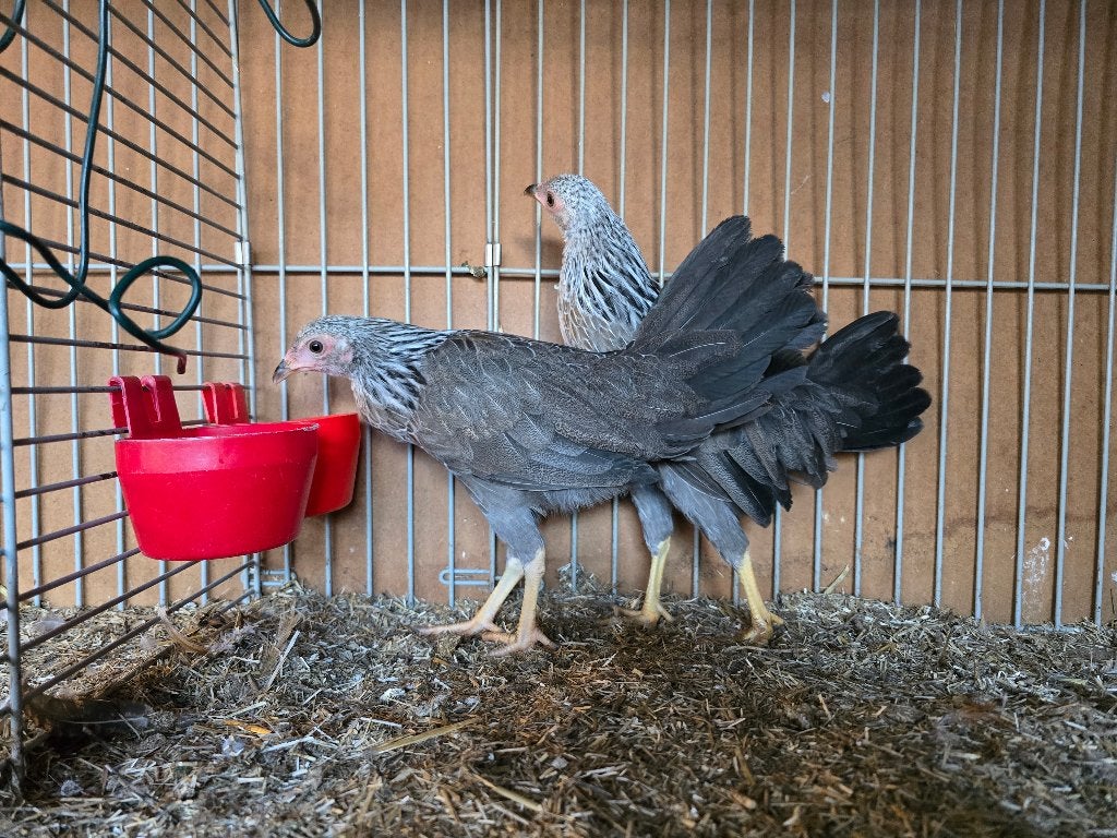 Twentse hoen krielkippen Zilverpatrijs, Dieren en Toebehoren, Meerdere dieren, Kip