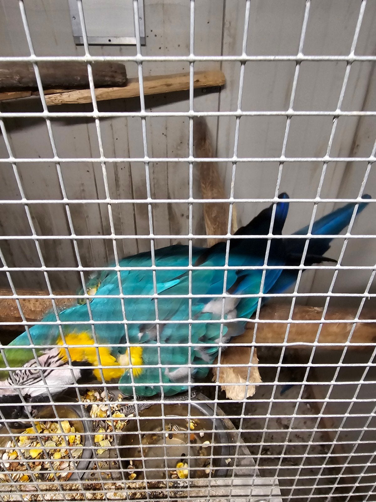 Koppel ara, Meerdere dieren, Papegaai