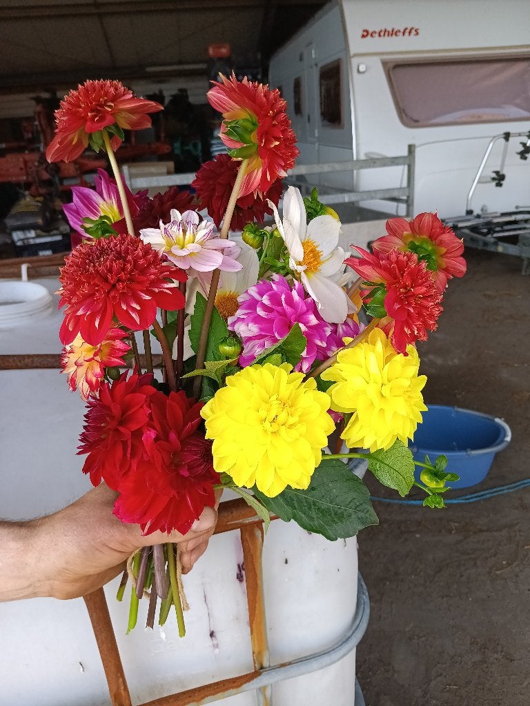 Prachtig Boeket Dahlia's - Diverse Kleuren, Ophalen, Voorjaar, Volle zon, Knol