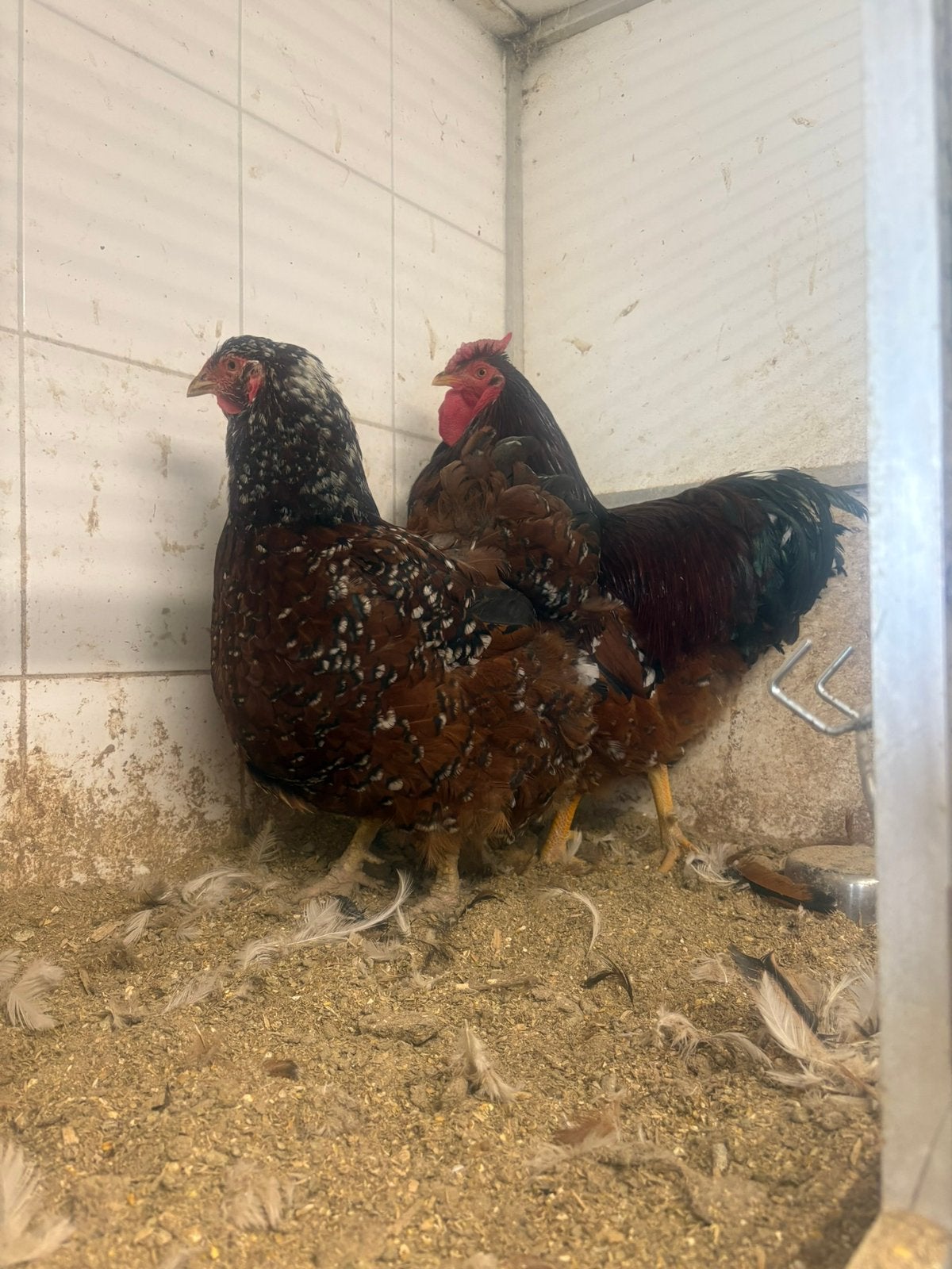 Wyandotte groot rood porselein, Dieren en Toebehoren, Meerdere dieren, Kip