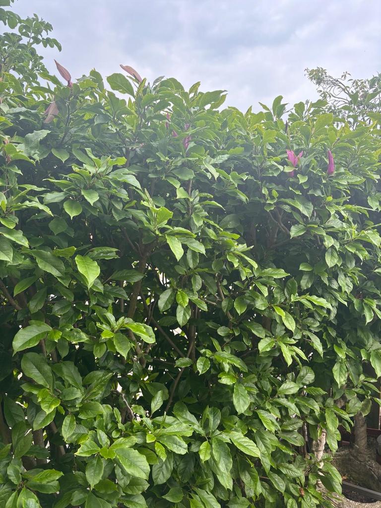 Magnolia planten / struiken, Ophalen, Overige soorten, Struik, 100 tot 250 cm