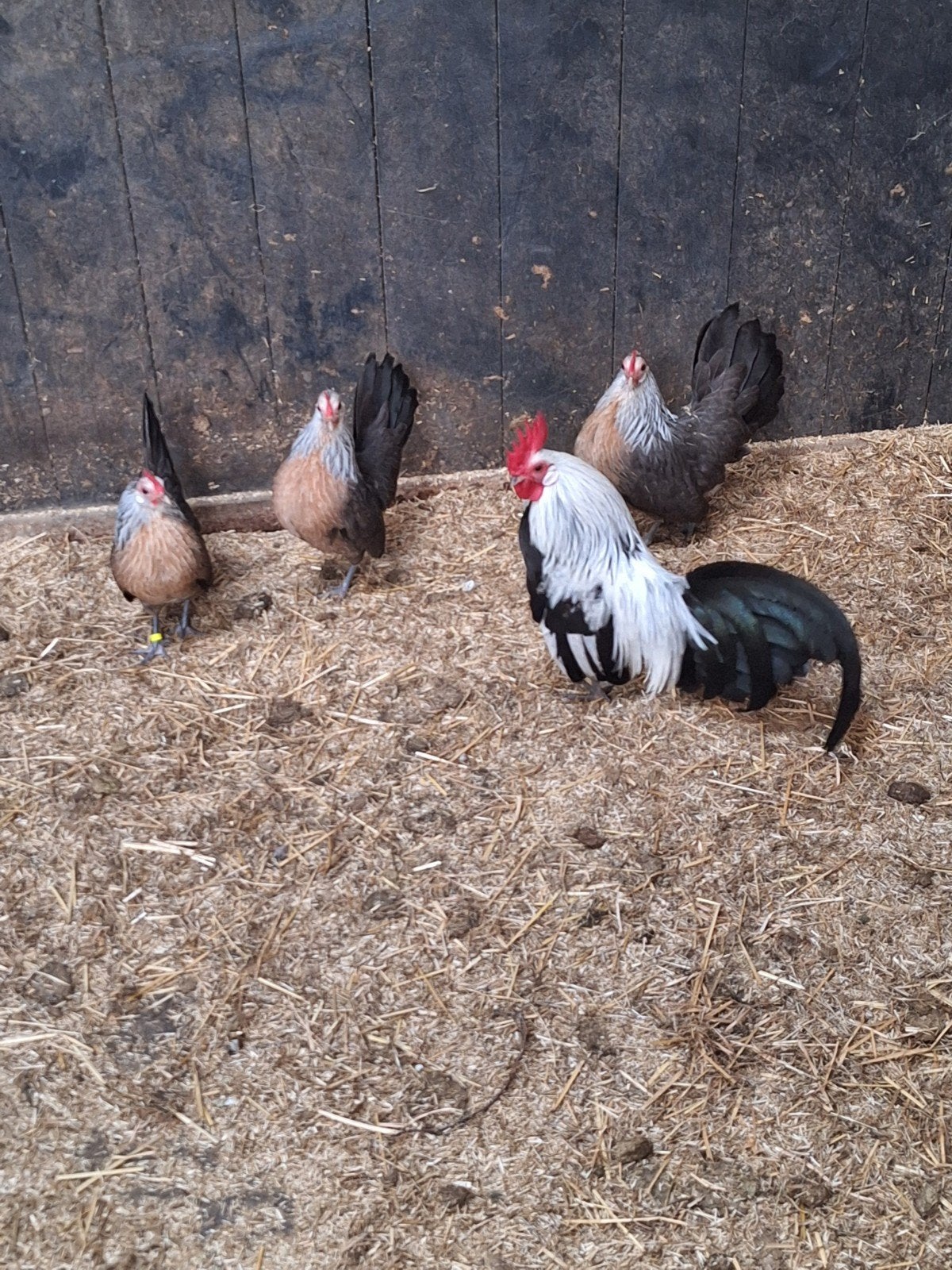 3 Hollandse Kriel Zilverkleurig met haantje, Dieren en Toebehoren, Pluimvee, Vrouwelijk, Kip