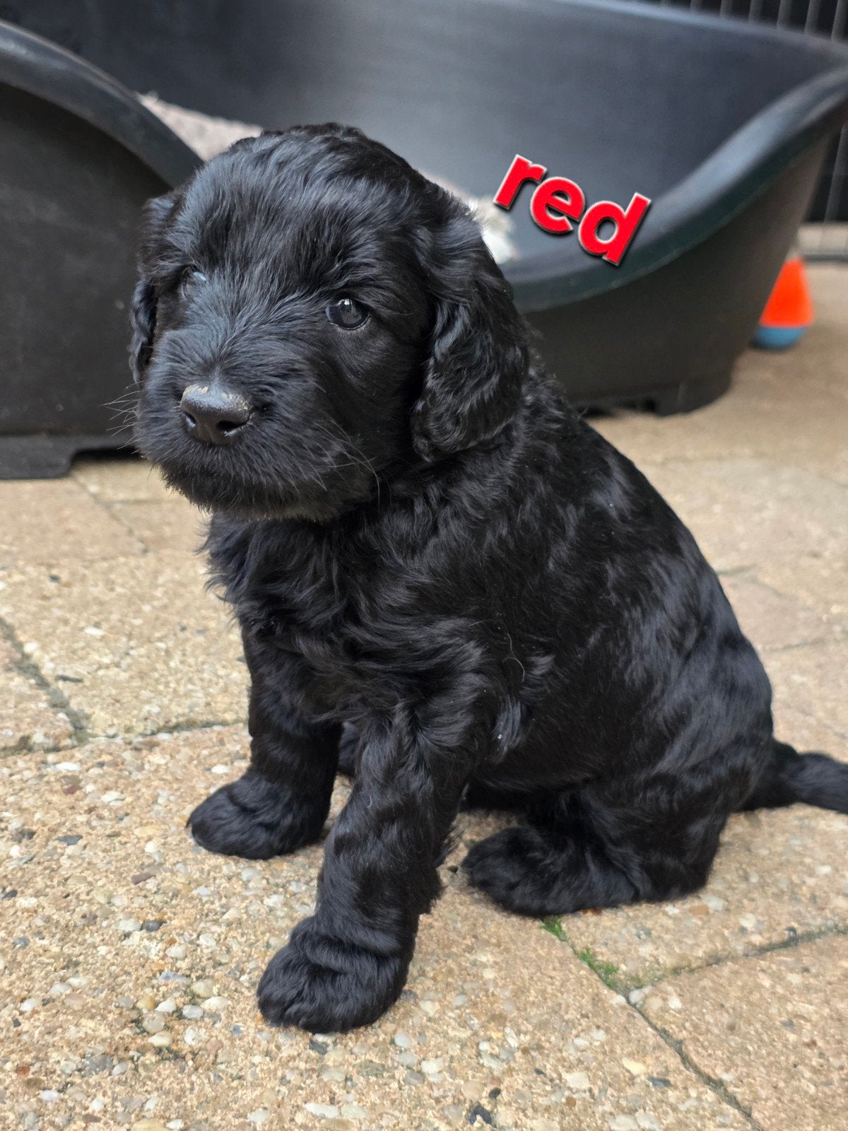 Laatste reutje goldendoodle Multigen pups, Parvo, 8 tot 15 weken, Meerdere, Meerdere dieren