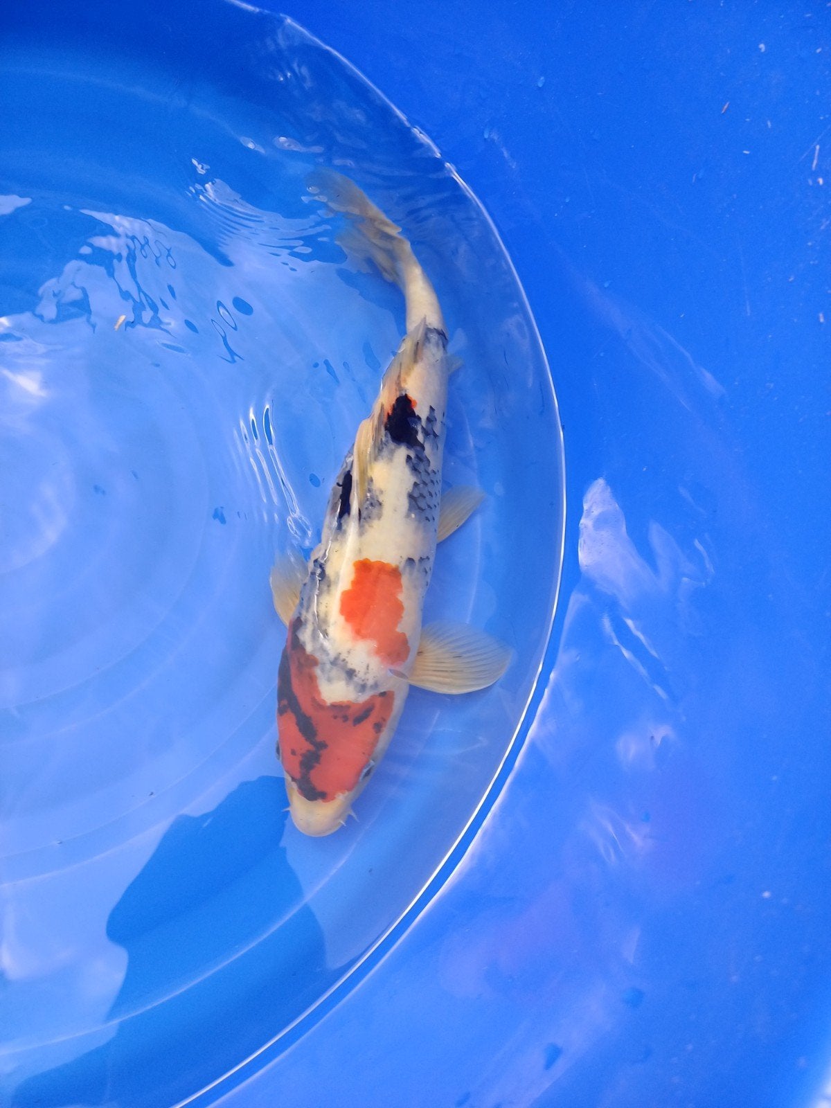 Showa, Dieren en Toebehoren, Vis