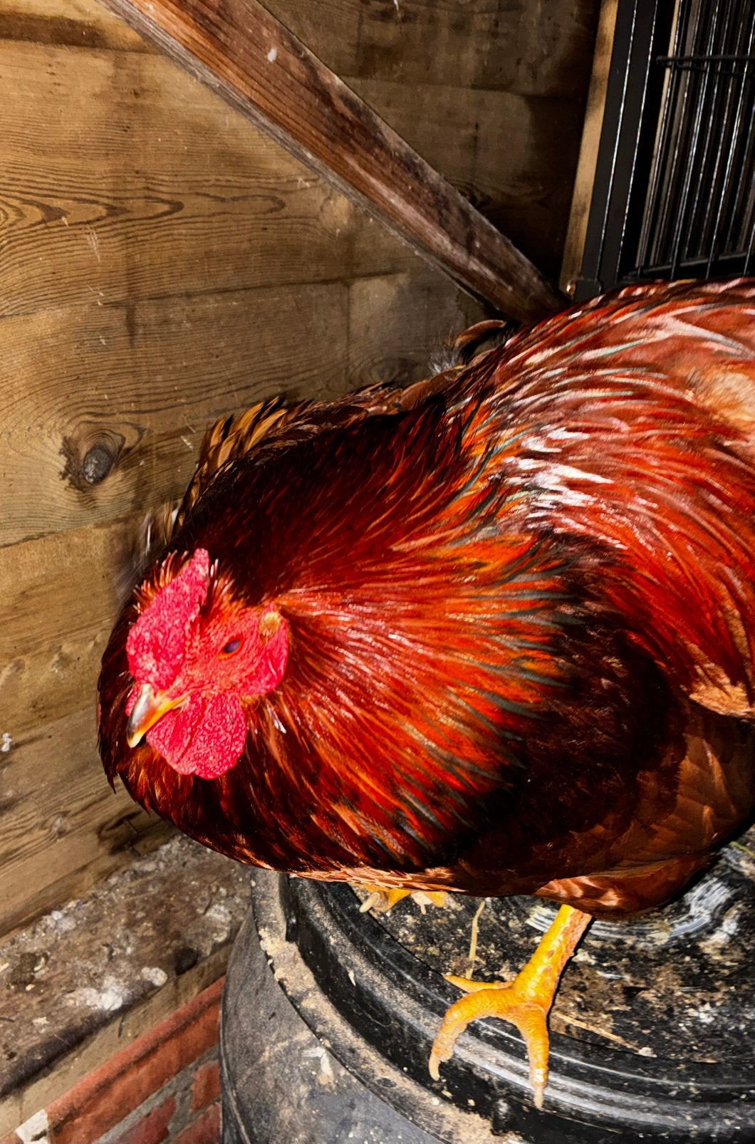 Hanen zoeken goed thuis, Dieren en Toebehoren, Pluimvee, Mannelijk, Kip