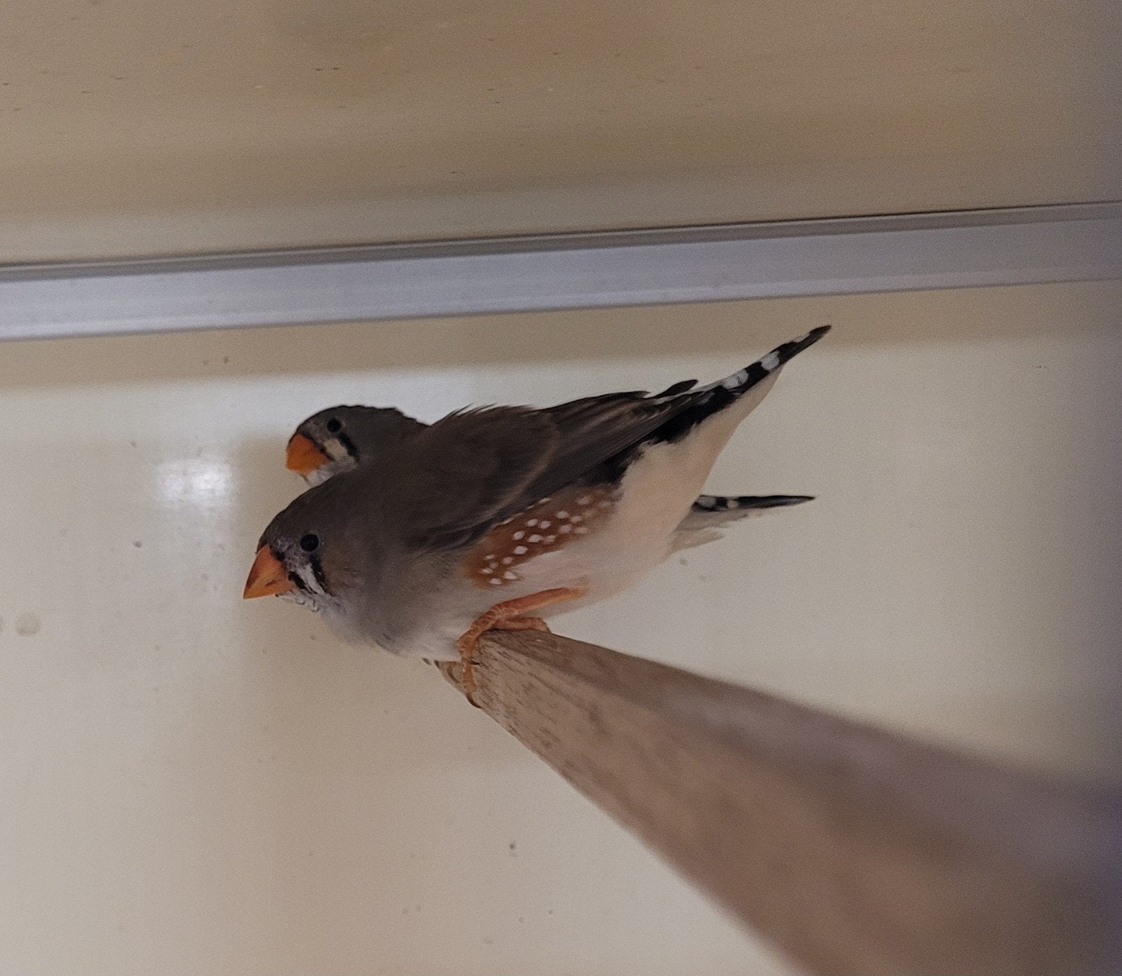 koppel zebravinken 2026, Dieren en Toebehoren, Meerdere dieren, Tropenvogel, Geringd