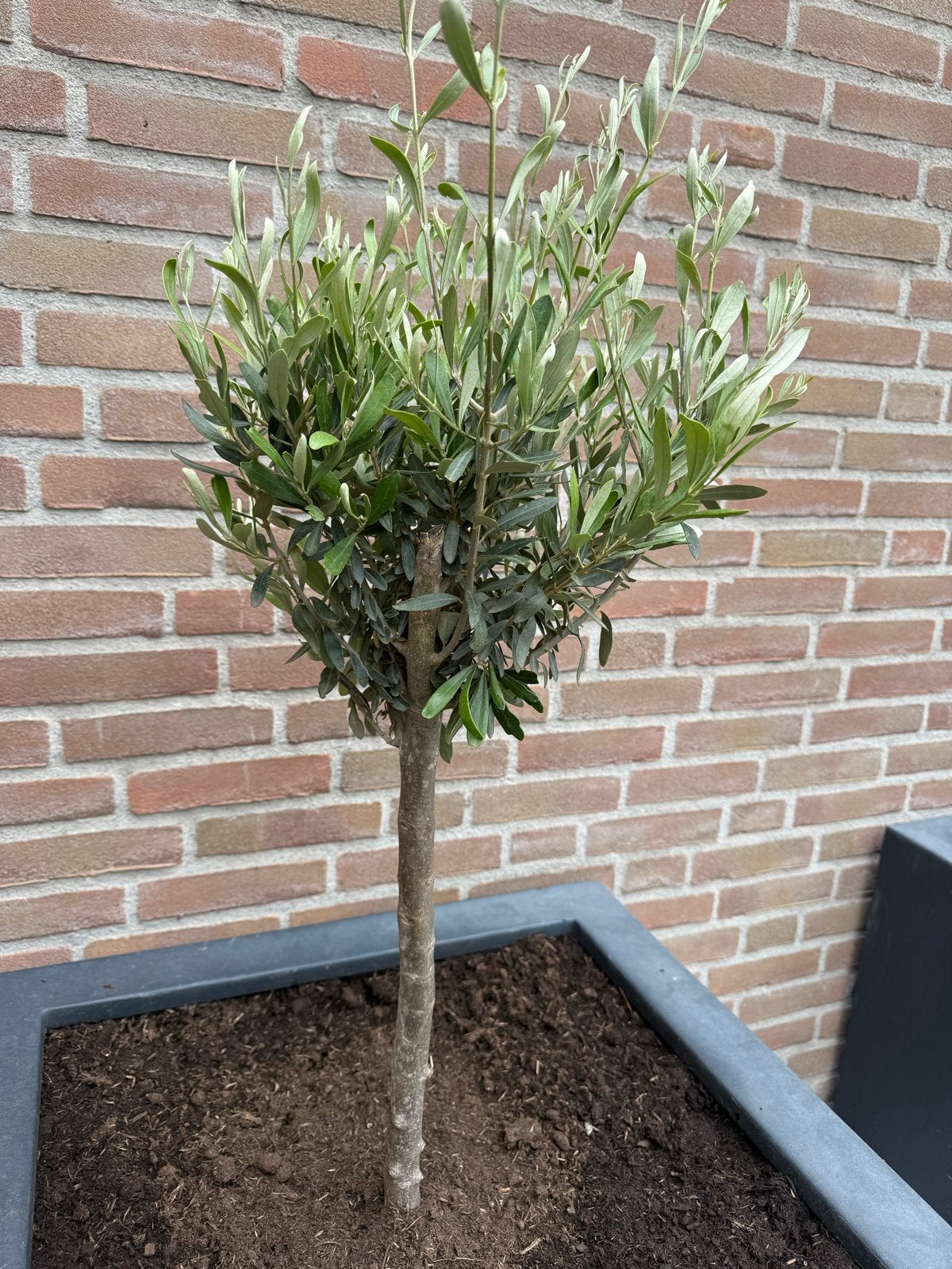 Olijfbomen te koop - Nieuw en ongebruikt, Lente, 100 tot 250 cm, Olijfboom, Ophalen