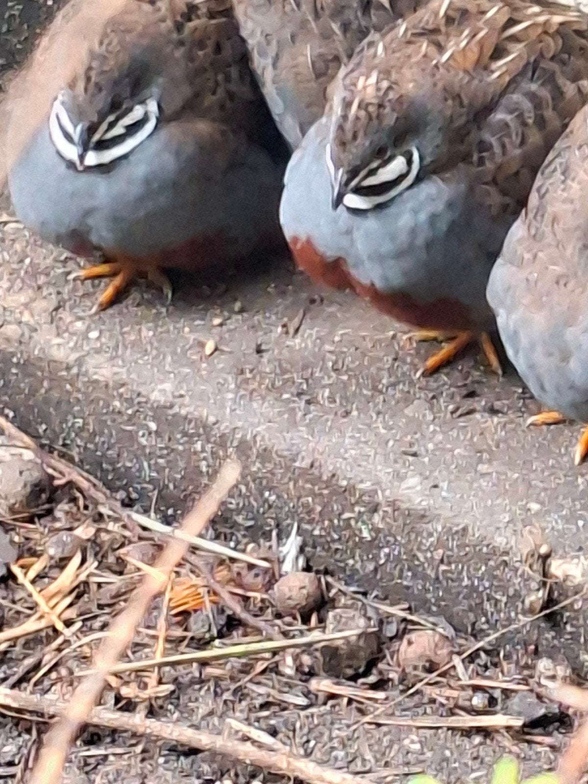 te koop 5 losse haantjes natuurbroed Chinese dw, Dieren en Toebehoren, Meerdere dieren