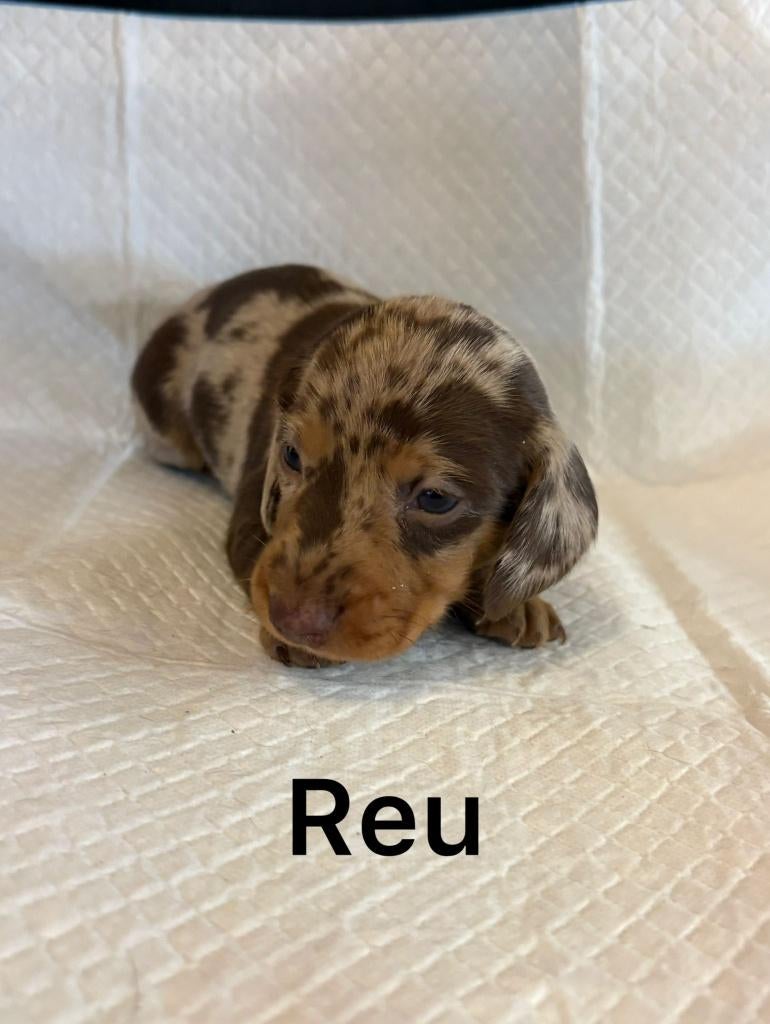 Dwerg Teckel pup, Dieren en Toebehoren, Honden | Teckels en Dashonden, Parvo, Reu, 8 tot 15 weken, Korthaar