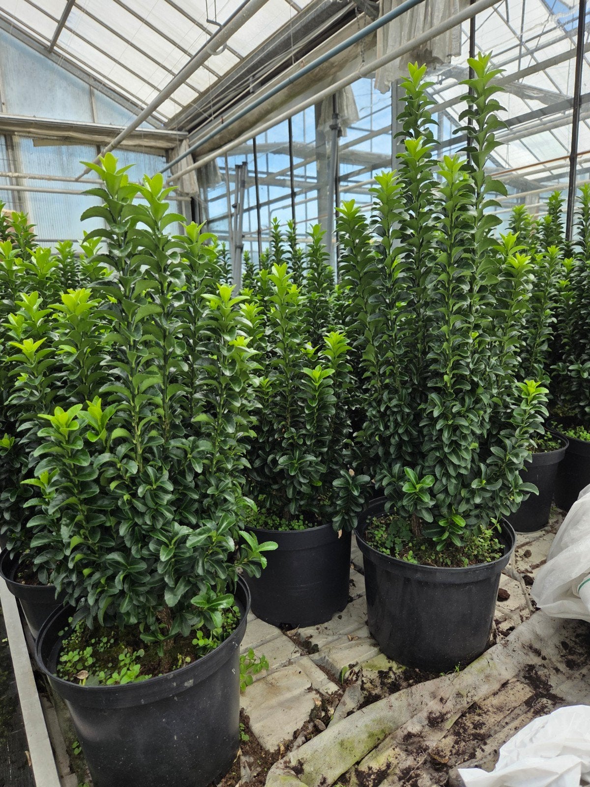 Green rocket, Ophalen, Laurier, Minder dan 100 cm