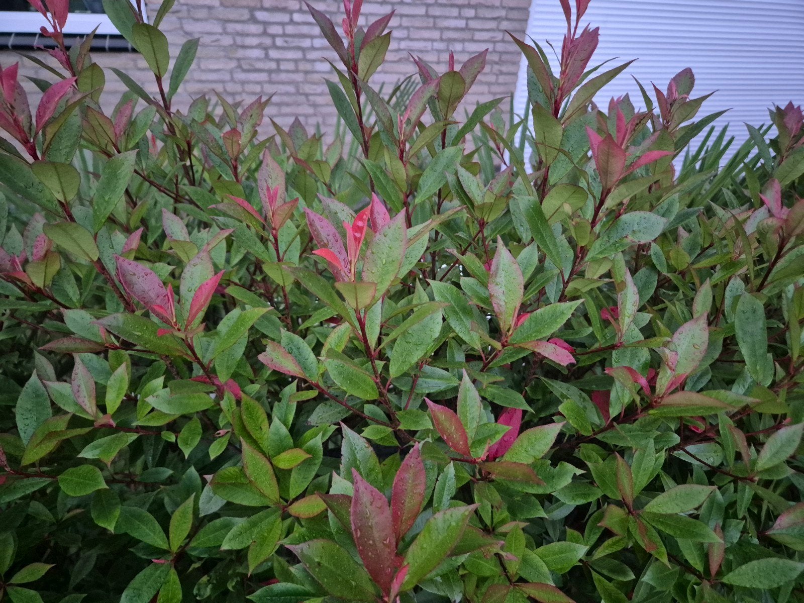 🍁 red robin photinia fraseri robusta compacta glansmispel, Ophalen, Overige soorten, Haag, 100 tot 250 cm