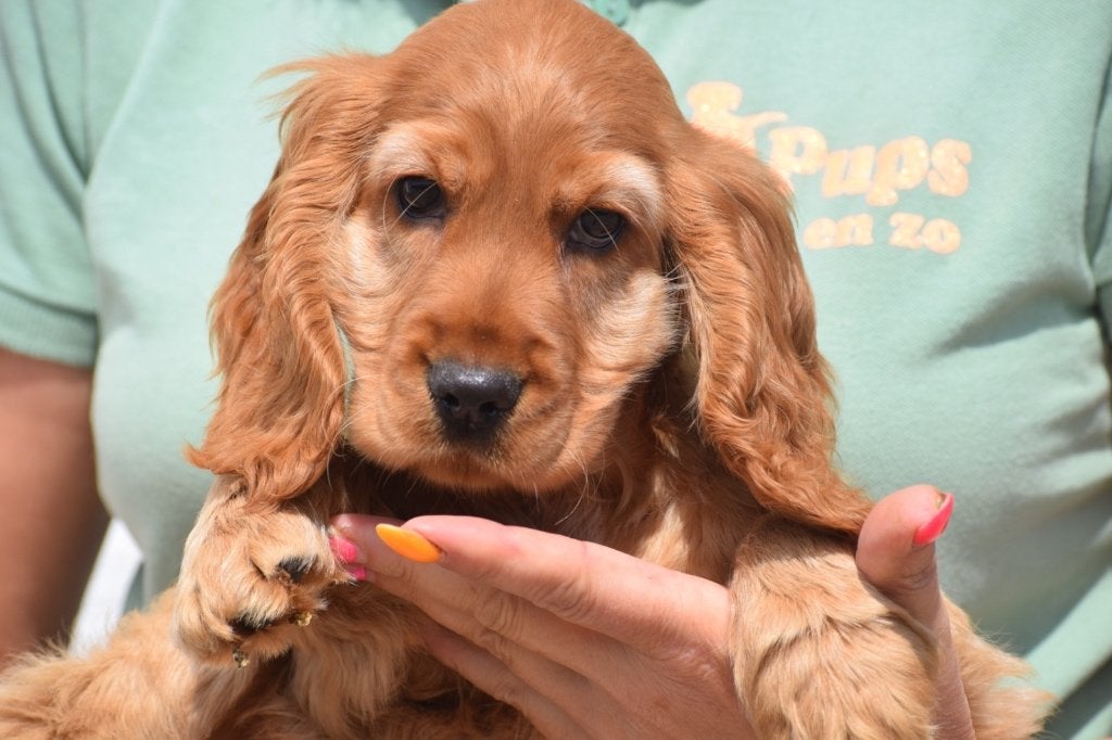 Engelse cocker pup, België, 15 weken tot 1 jaar, Reu, Parvo