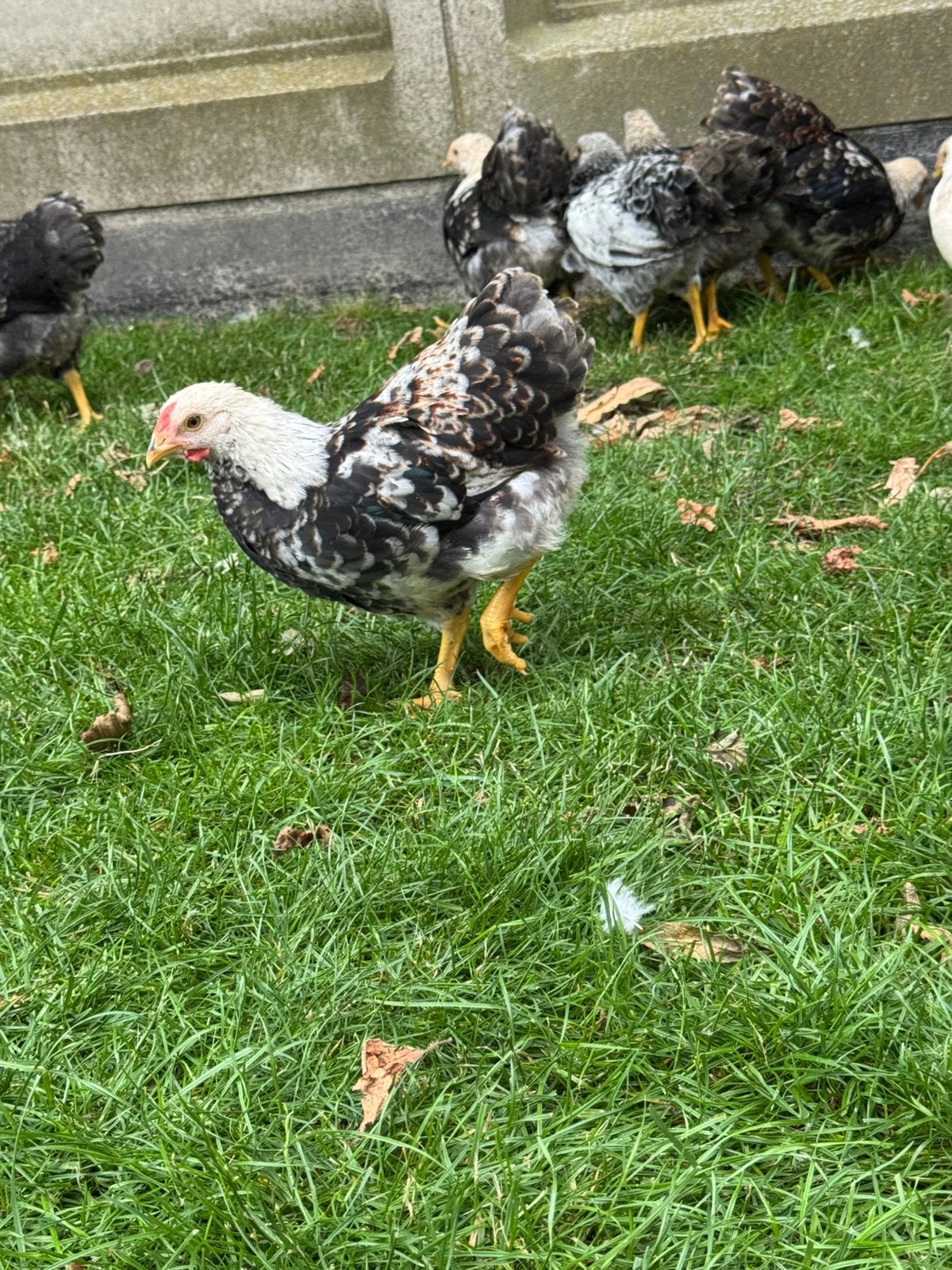 Jonge Wyandotte kriel hanen, Dieren en Toebehoren, Mannelijk, Kip