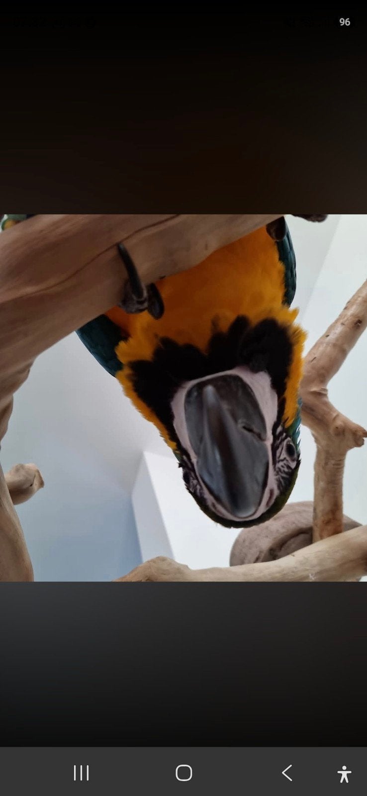 blauw gele ara dame tam, Dieren en Toebehoren, Vogels | Parkieten en Papegaaien, Vrouwelijk, Papegaai, Pratend
