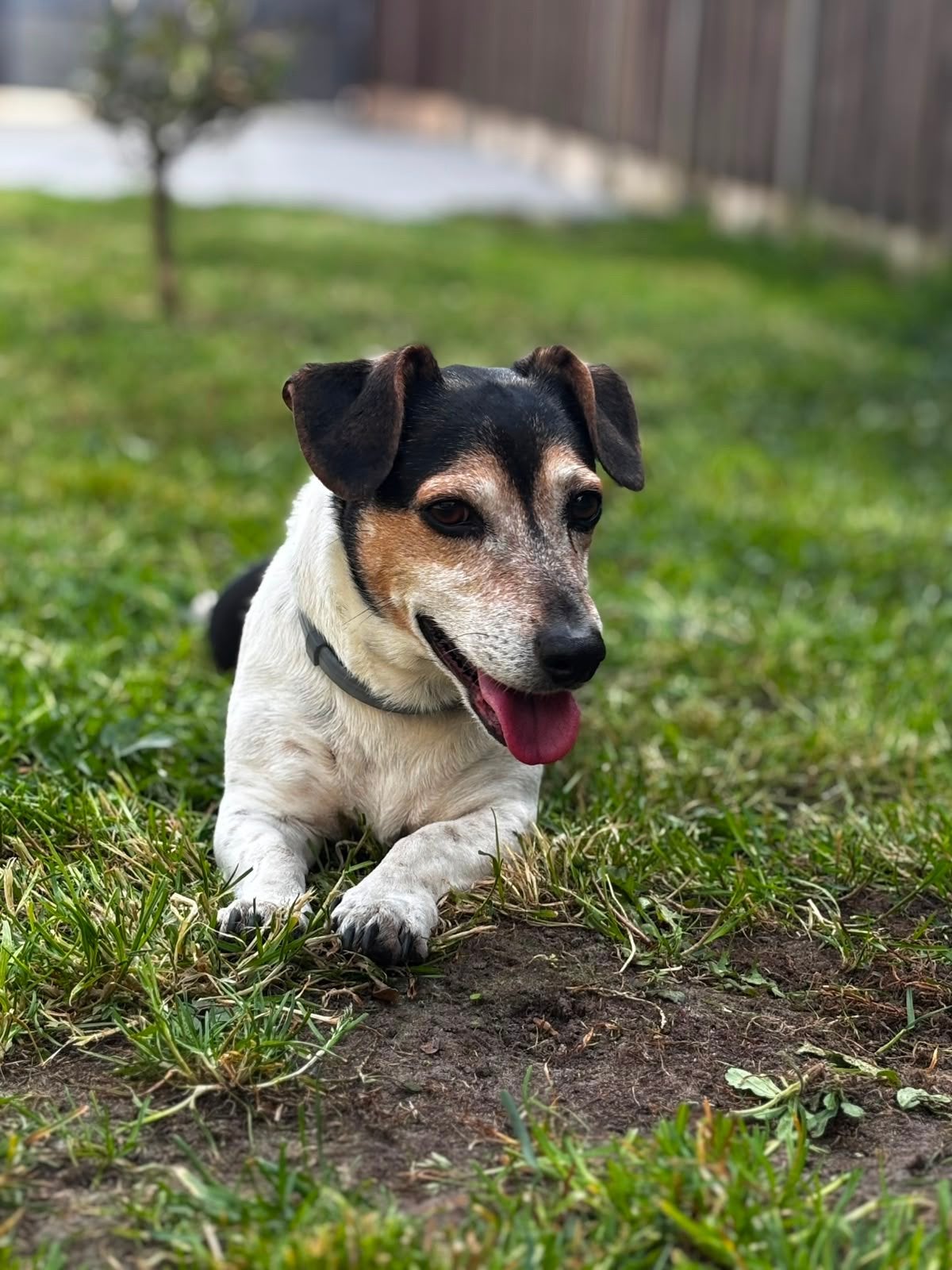 Onze lieve milo zoekt een nieuwe huisje️, 6 jaar of ouder, Jack Russell Terriër, Reu, CDV (hondenziekte)