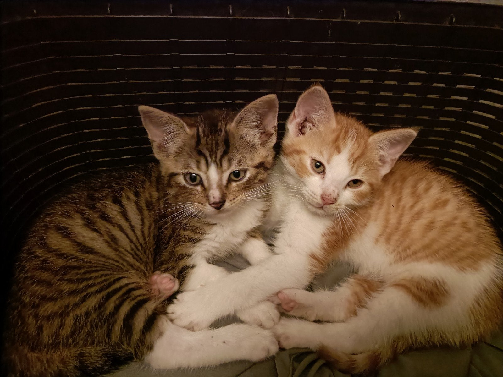rode poes en cypers katertje kitten, Dieren en Toebehoren, Meerdere dieren, Kortharig, 0 tot 2 jaar