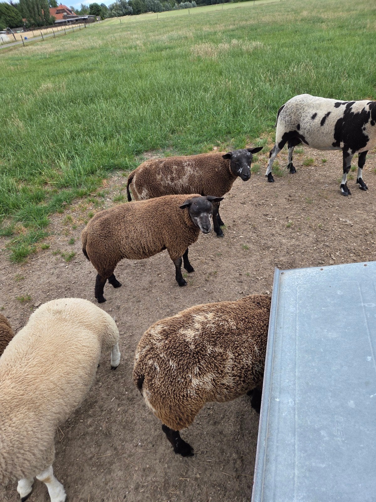 Texelaar schapen lammeren te koop. Ooitjes en dekrammen., Meerdere dieren, Schaap, 0 tot 2 jaar