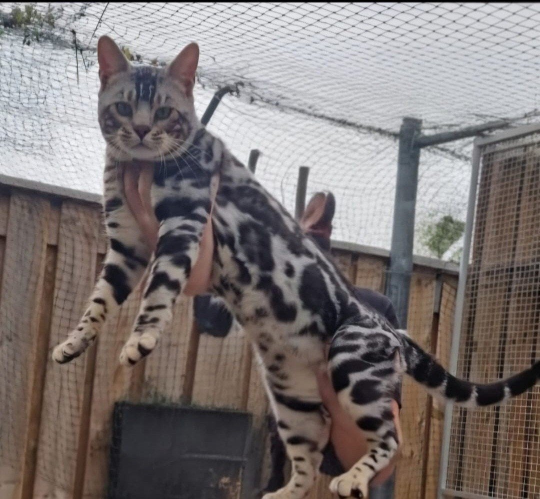 bengaal dekkater te koop, Dieren en Toebehoren, 3 tot 5 jaar