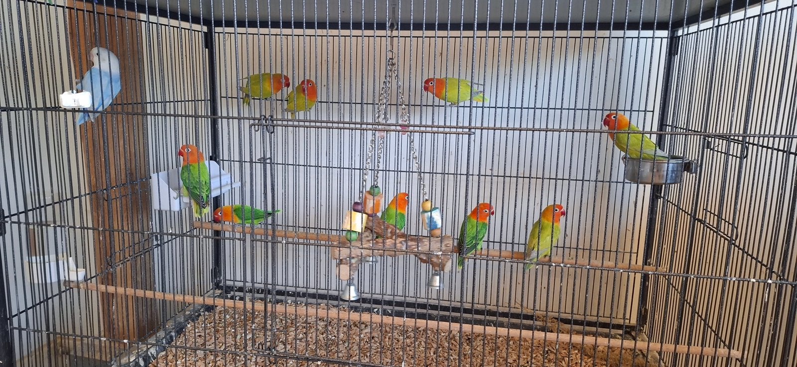 Agapornis Fisheri Dilute, Geslacht onbekend, Dwergpapegaai of Agapornis, Geringd